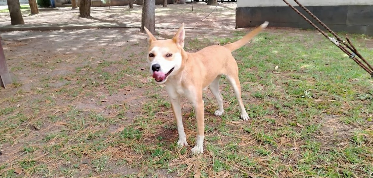 Canina Akari bajo atención médica