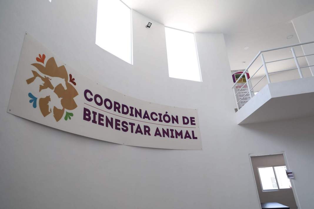 Perros resguardados en albergue de Tlaxcala