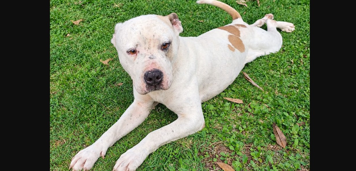 Dos perros rescatados por Bienestar Animal en Puebla