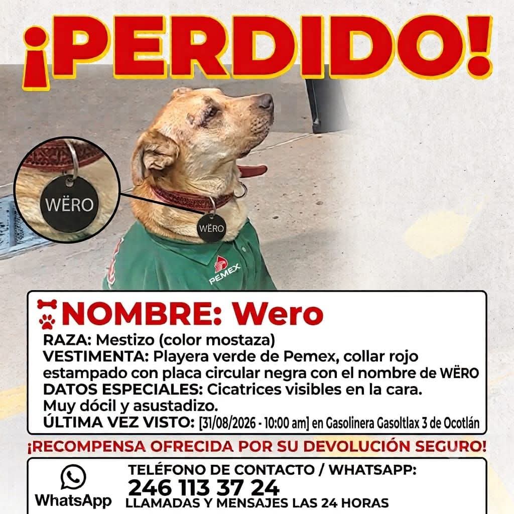 Desaparece “Wero”, lomito despachador de Gasoltlax en Ocotlán; ofrecen recompensa de combustible