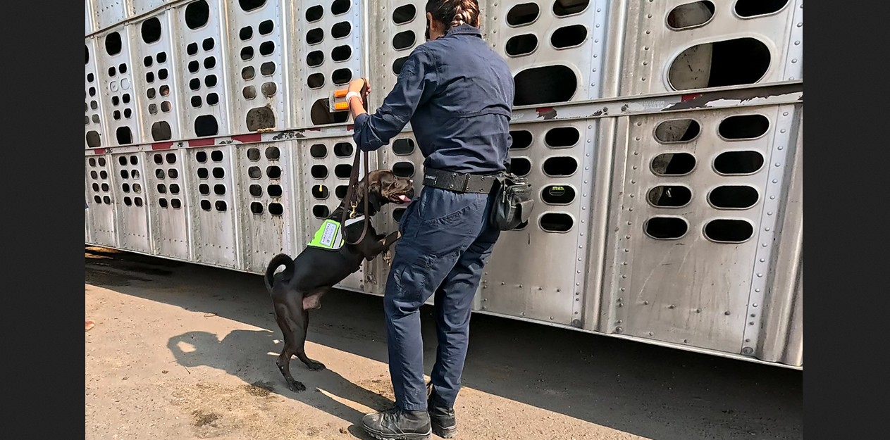 Ganado inspeccionado contra el gusano barrenador