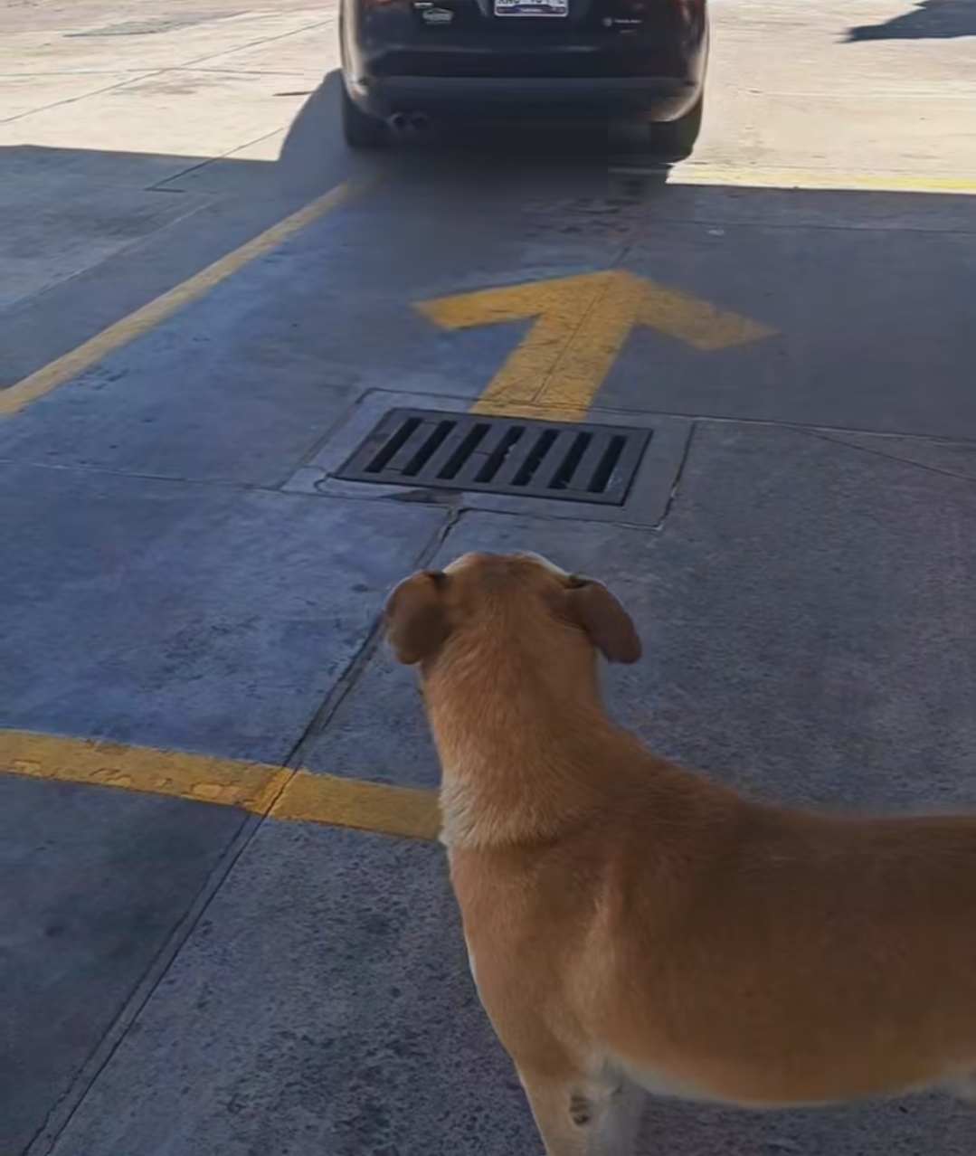 "Wero" lomito gasero, regresa a la estación sano y salvo; su rescatista recibe recompensa de gasolina