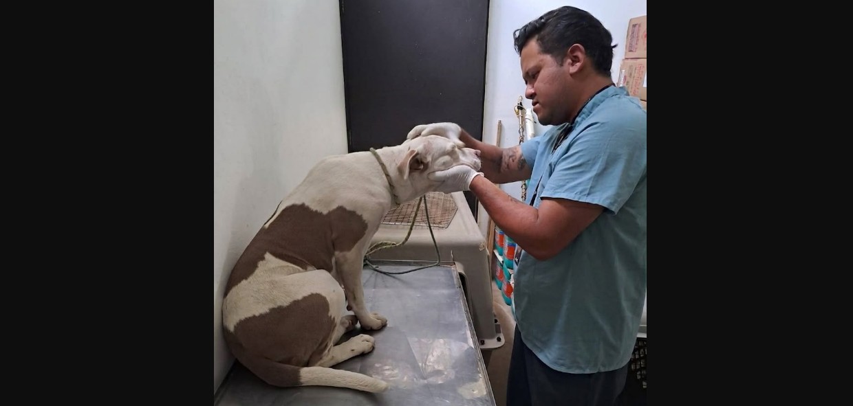 Güera, perrita rescatada en Puebla, recibe atención veterinaria.