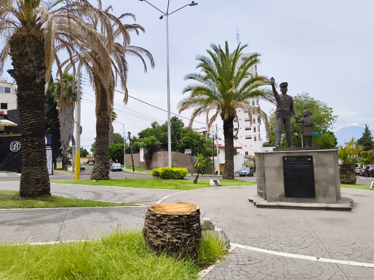 Picudo rojo acaba con 131 palmeras en La Paz; 106 ya fueron derribadas