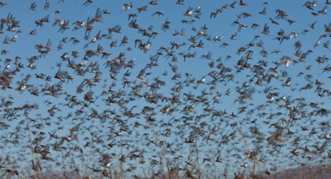En medio de pandemia por COVID-19, llega plaga “bíblica” de langostas a África