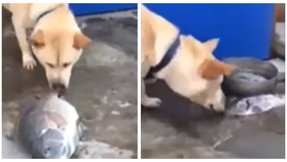 ¡Lo más emotivo que verás hoy! Echándoles agua con su hocico, perro intenta salvar a peces (Video)