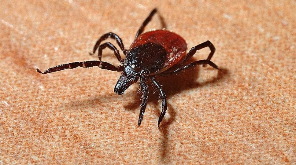 ¡No otra vez! Detectan en China virus que se transmite por picaduras de garrapatas
