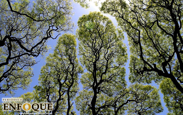 Timidez de los árboles, el increíble fenómeno que evita que las ramas se toquen entre si 