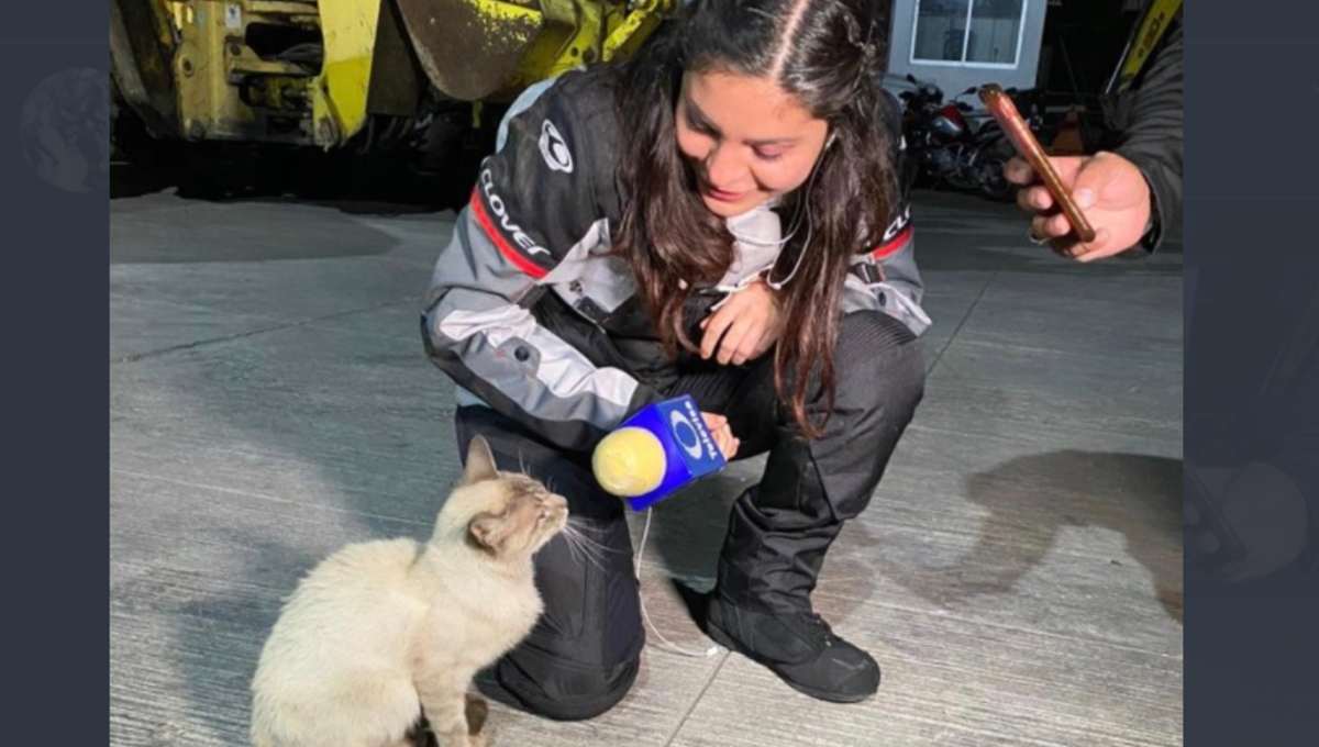 No pues miau: Así la imagen viral del gatito que fue entrevistado