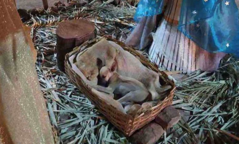 Adoptan al perrito que fue captado mientras dormía en un Nacimiento