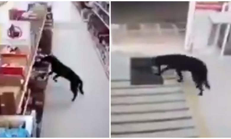 Perrito sanitiza sus patas tras robar comida en una tienda (Video)