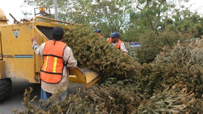 OOSL buscará recolectar más 5 mil árboles tras concluir temporada navideña