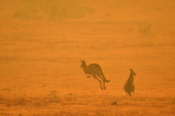Incendios forestales en Australia están fuera de control