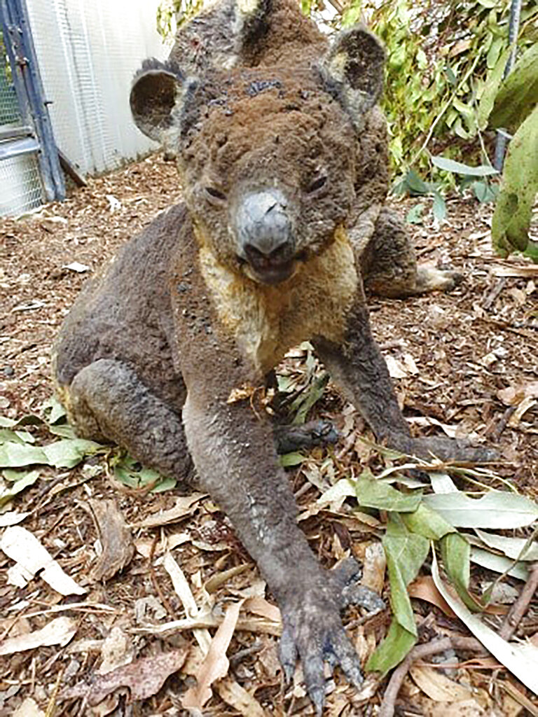 Animales que corren peligro por los incendios de Australia