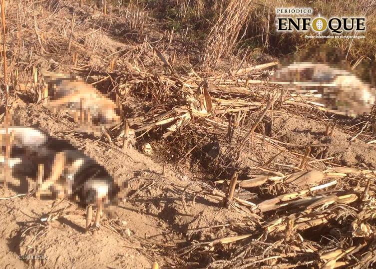 Incineran a 57 perros que fueron envenenados en San Miguel Canoa