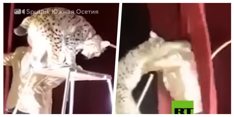 Lince se harta de su cruel domador y lo ataca en pleno acto circense (Video)