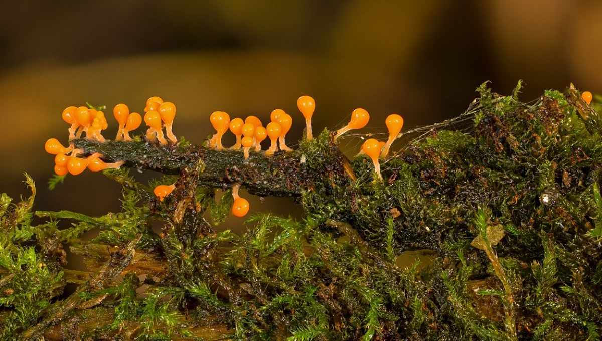 Una mas del 2020: Detectan a persona infectada con ameba “comecerebros”