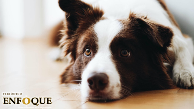 Por qué has estado calculando mal la edad de tu perro