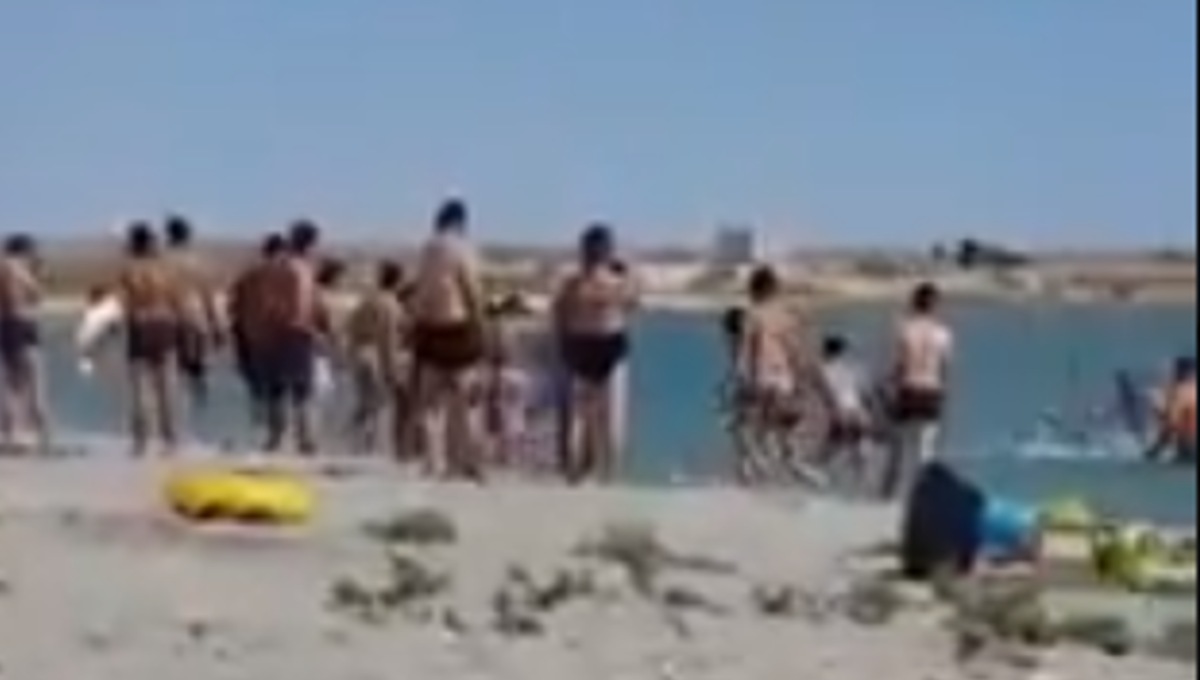Turistas golpean con palos y piedras a una foca para tomarse una foto