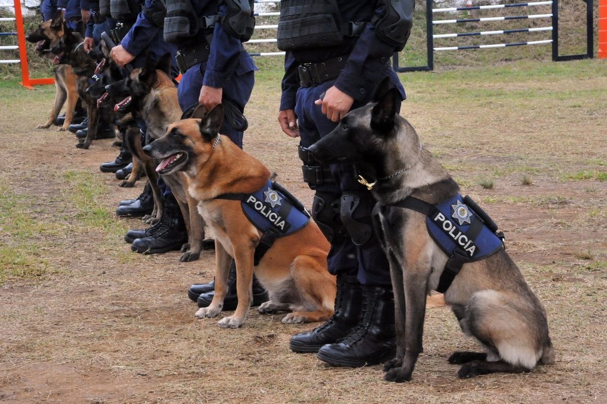 SSC gasto un millón 386 mil en la adquisición de 10 perros policías