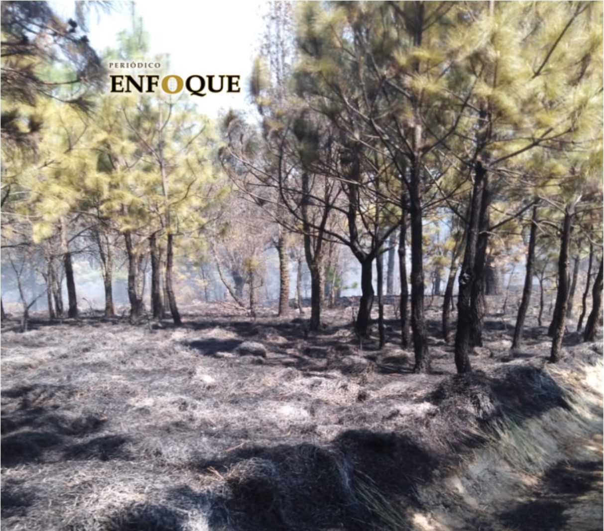 Disminuyen incendios forestales en municipios poblanos