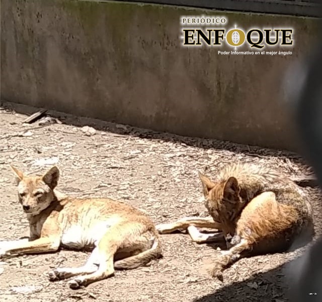 En su programa de conservación, el Parque Flor del Bosque alberga a mil 45 ejemplares de animales