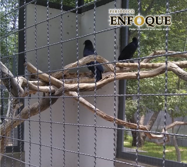 Amozoc Flor del Bosque