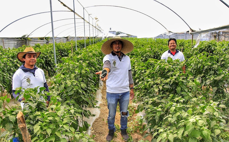 Productores prevén baja del 50% en ventas de insumos para Chiles en Nogada 