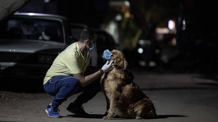 ¡Una más de 'lomitos'! Los perros son capaces de detectar personas contagiadas de COVID-19: estudio