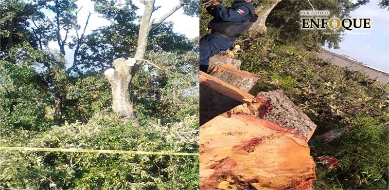 Denuncian tala ilegal de árboles en Amozoc 