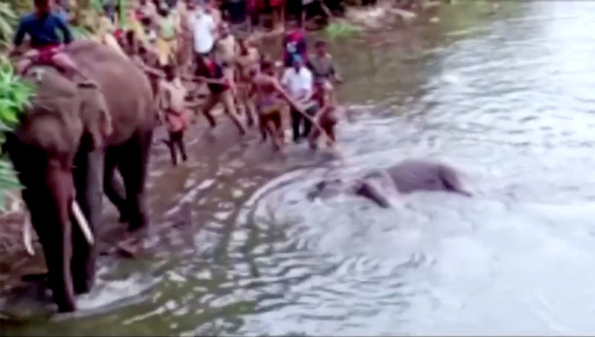 Arrestan a sujeto que alimentó con explosivos a elefanta embarazada en la India