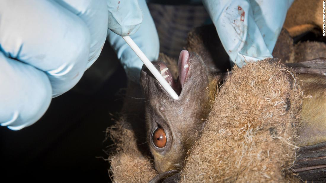 Descubren nuevos tipos de coronavirus en más de 100 especies de murciélagos en China