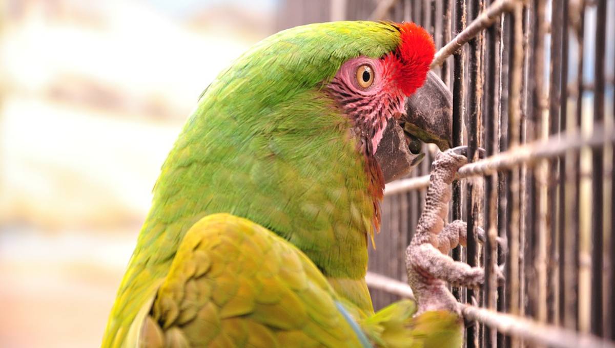 Por liberar a 4 pericos, torturan y matan a niña de 8 años