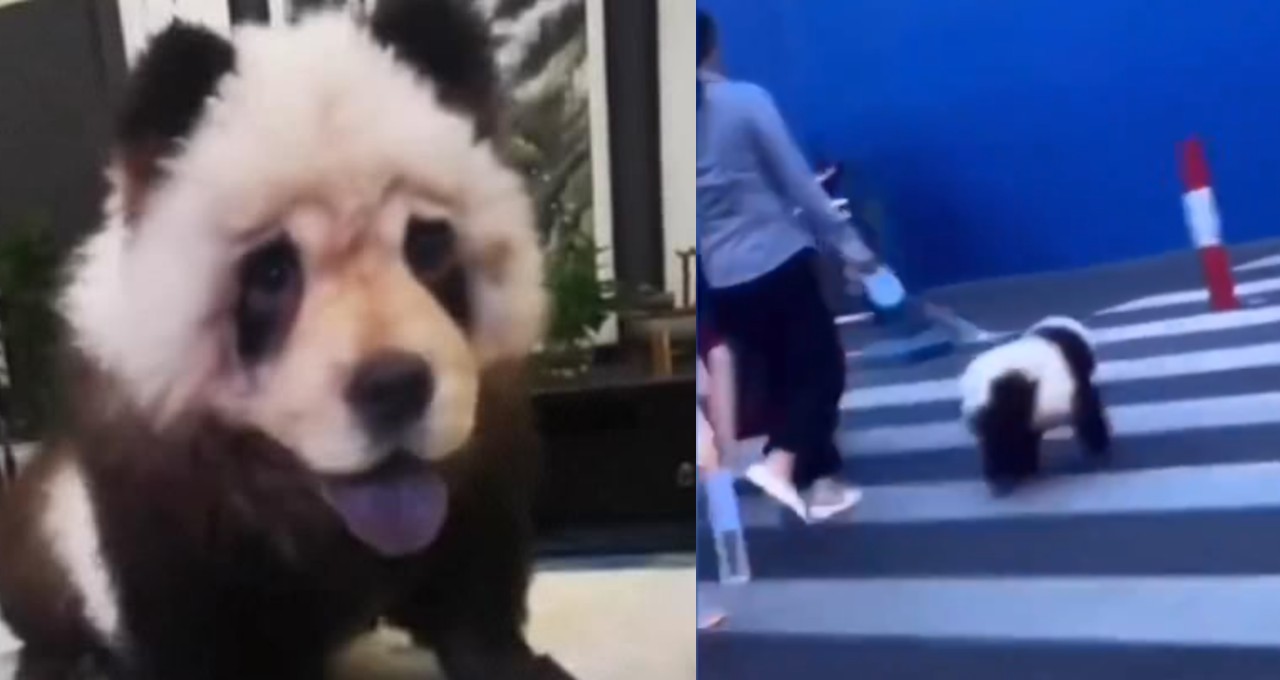 Mujer desata caos por pasear a un “panda” con correa; ¡era su chow chow!