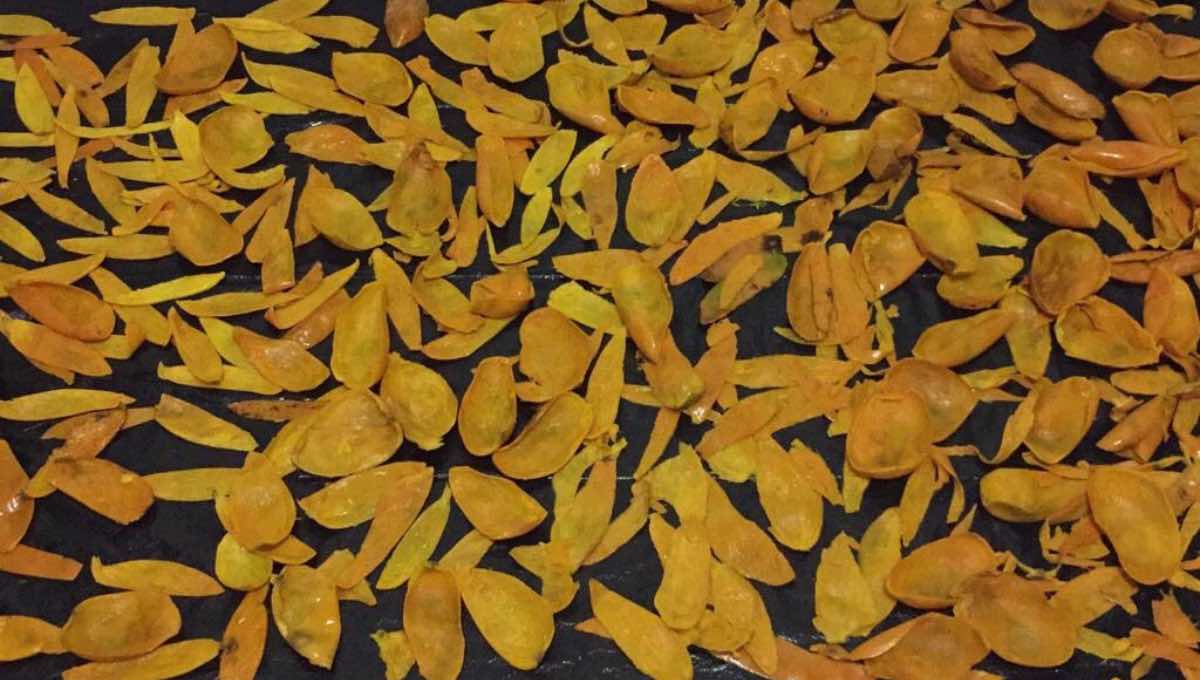 Cáscara de mango funciona como antibacterial y cicatrizante: IPN