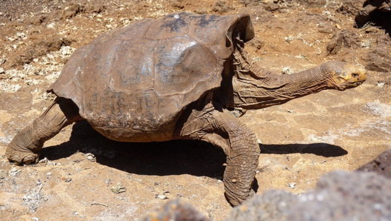 Se jubila la tortuga Diego a los 100 años: tuvo 800 hijos y salvó a su especie