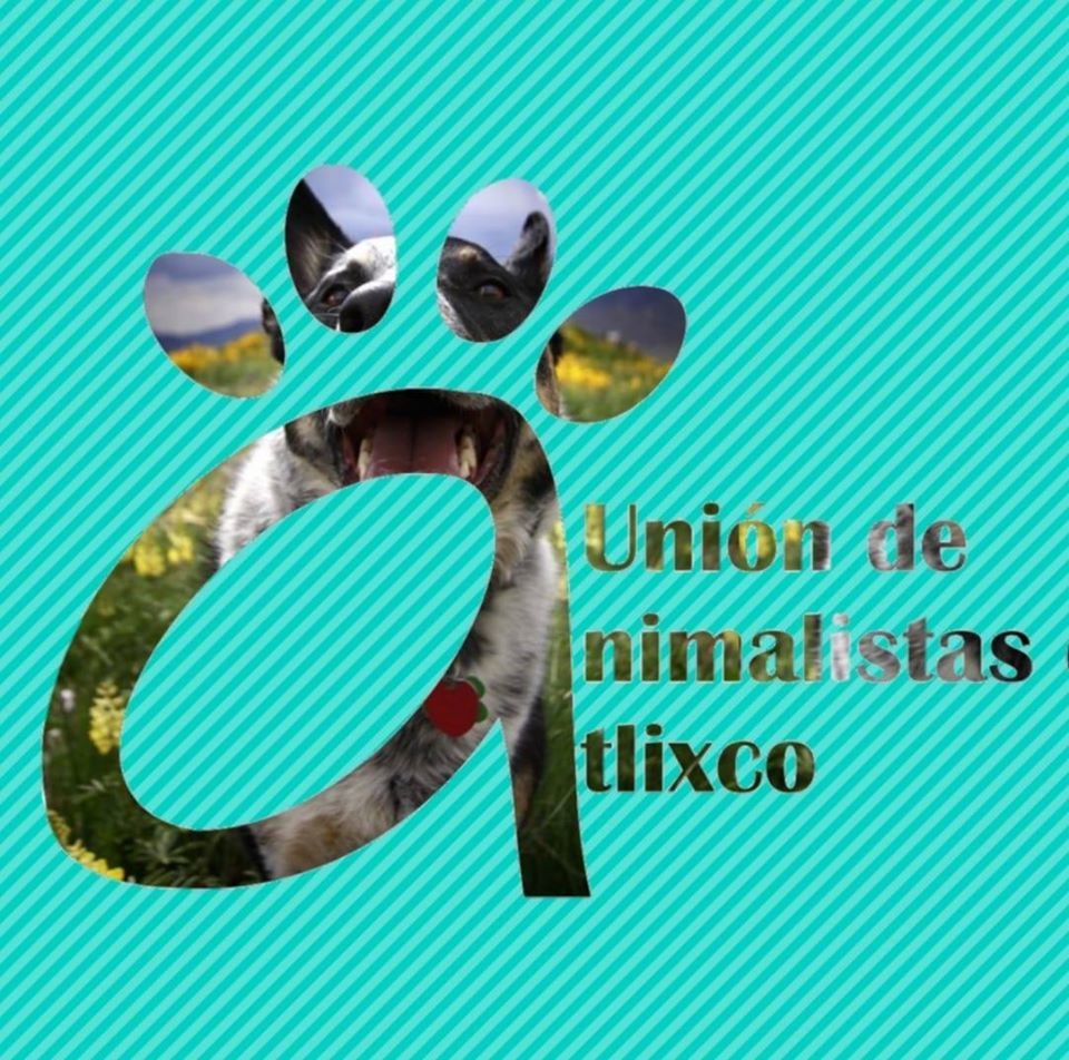 Pide organización Unión de Animalistas de Atlixco alto al maltrato animal 