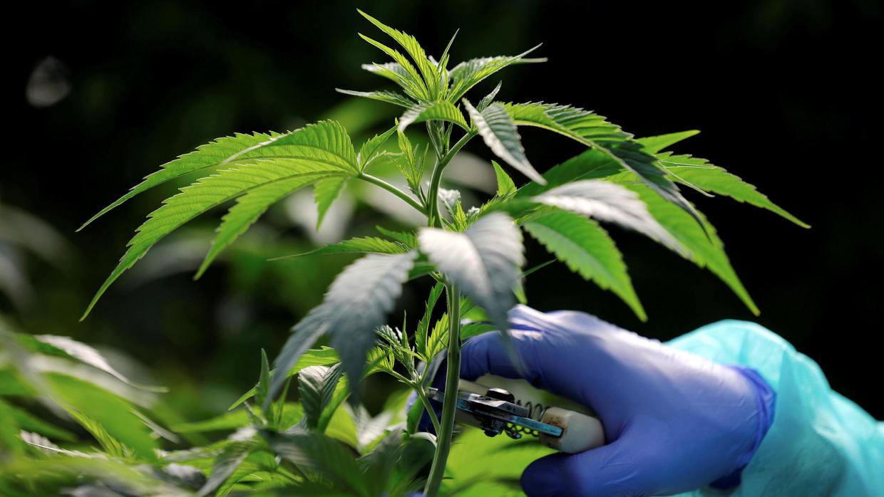 Comisiones del Senado aprueban dictamen para expedir ley para la regulación de la mariguana