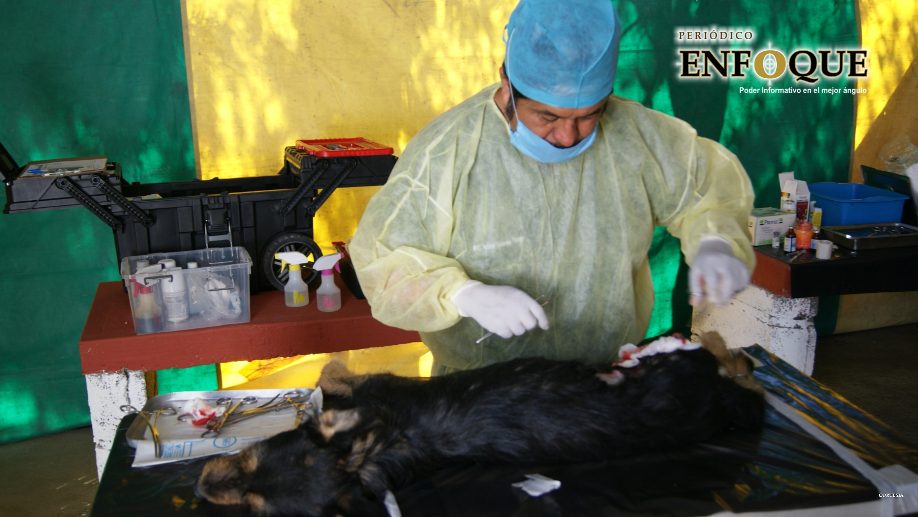 Acercan jornada de esterilización Canina y Felina en Tecali