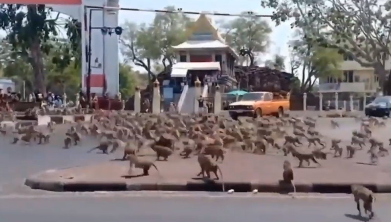 Monos hambrientos toman las calles de Tailandia y pelean por comida tras coronavirus