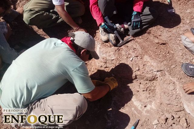 Estudian cráneo de tortuga de 95 millones de años 