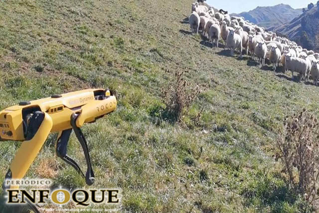 Robot reúne manada de ovejas en Nueva Zelanda 