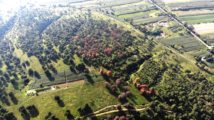 Avanza plaga de gusano descortezador del cerro Zapotecas al Izta-Popo 