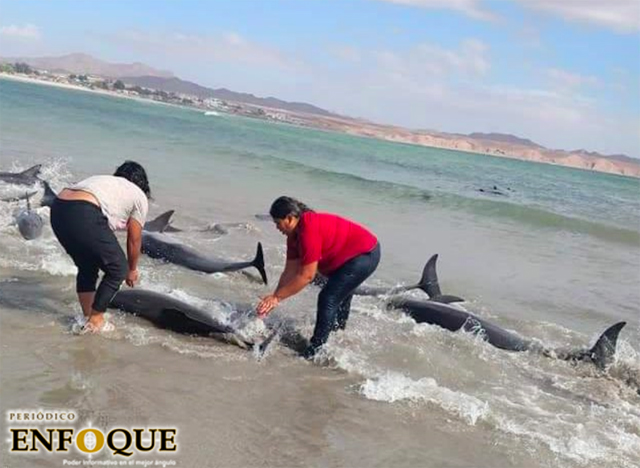 Pescadores de sonora rescatan a 30 delfines varados en la playa y los regresan al mar 