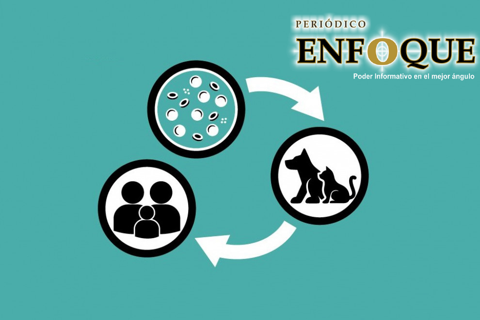 ¿Por qué es más común el surgimiento de virus Zoonoticos?  