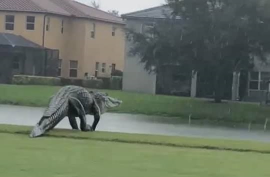 Al estilo 'Jurassic Park', captan a cocodrilo 'gigante' en campo de golf en Florida
