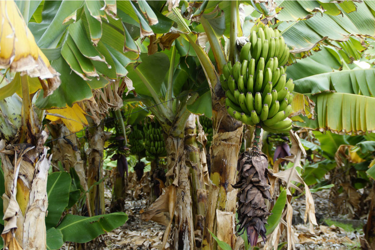 El 50% de las plantaciones de plátano en Tabasco fueron afectadas por las inundaciones