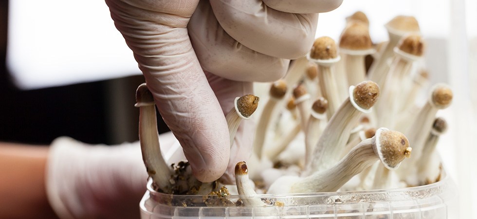 Permiten en Canadá tratar la depresión con psilocibina, sustancia de los hongos alucinógenos