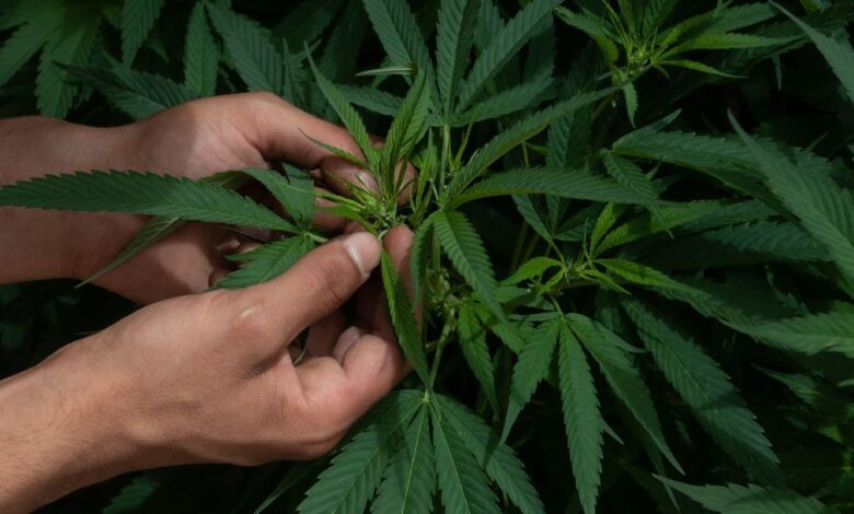 Aprendamos a autolimitarnos y actuemos en libertad: AMLO sobre regulación de mariguana