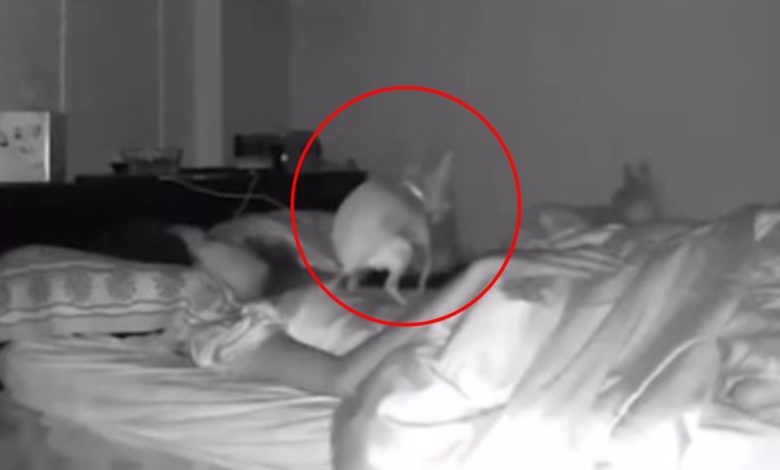 Cuidado con las mascotas dentro de casa: Perro defeca sobre su dueña mientras ella dormía